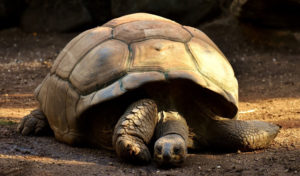 giant-tortoises-2872006_1920
